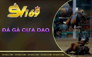 da-ga-cua-dao-sv169