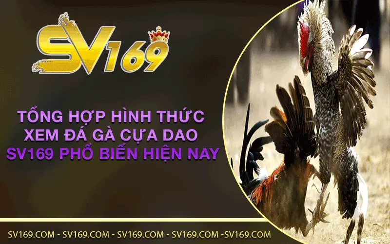 Tổng hợp hình thức xem Đá Gà Cựa Dao SV169 phổ biến hiện nay