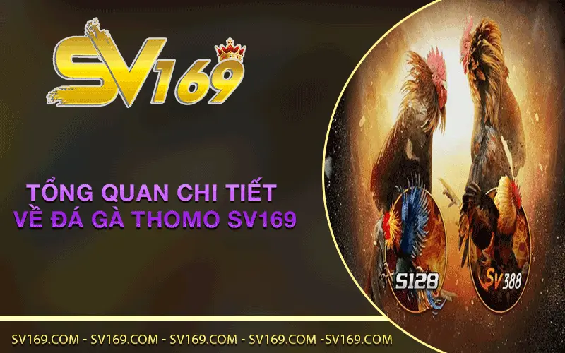 Tổng quan chi tiết về Đá Gà Thomo SV169