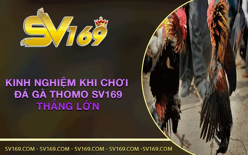 Kinh nghiệm khi chơi Đá Gà Thomo SV169 thắng lớn