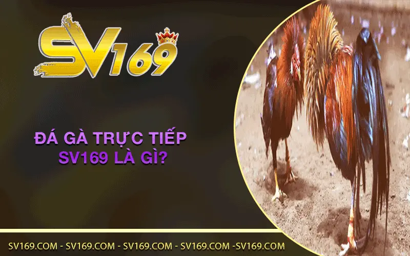 Đá Gà Trực Tiếp SV169 là gì?